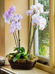 entretien-orchidées-fleurs-blanches-violettes-sphaigne